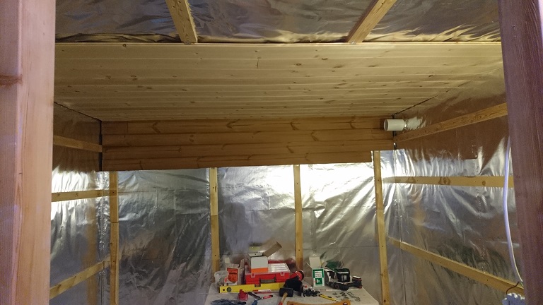 oben "sibirische zeder/zirbelkiefer"